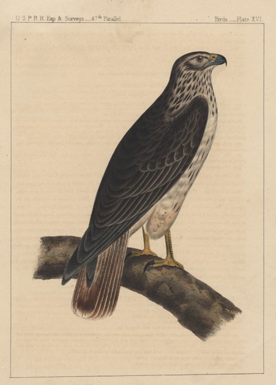 Vögel, Tafel XVI, 1855 von American School